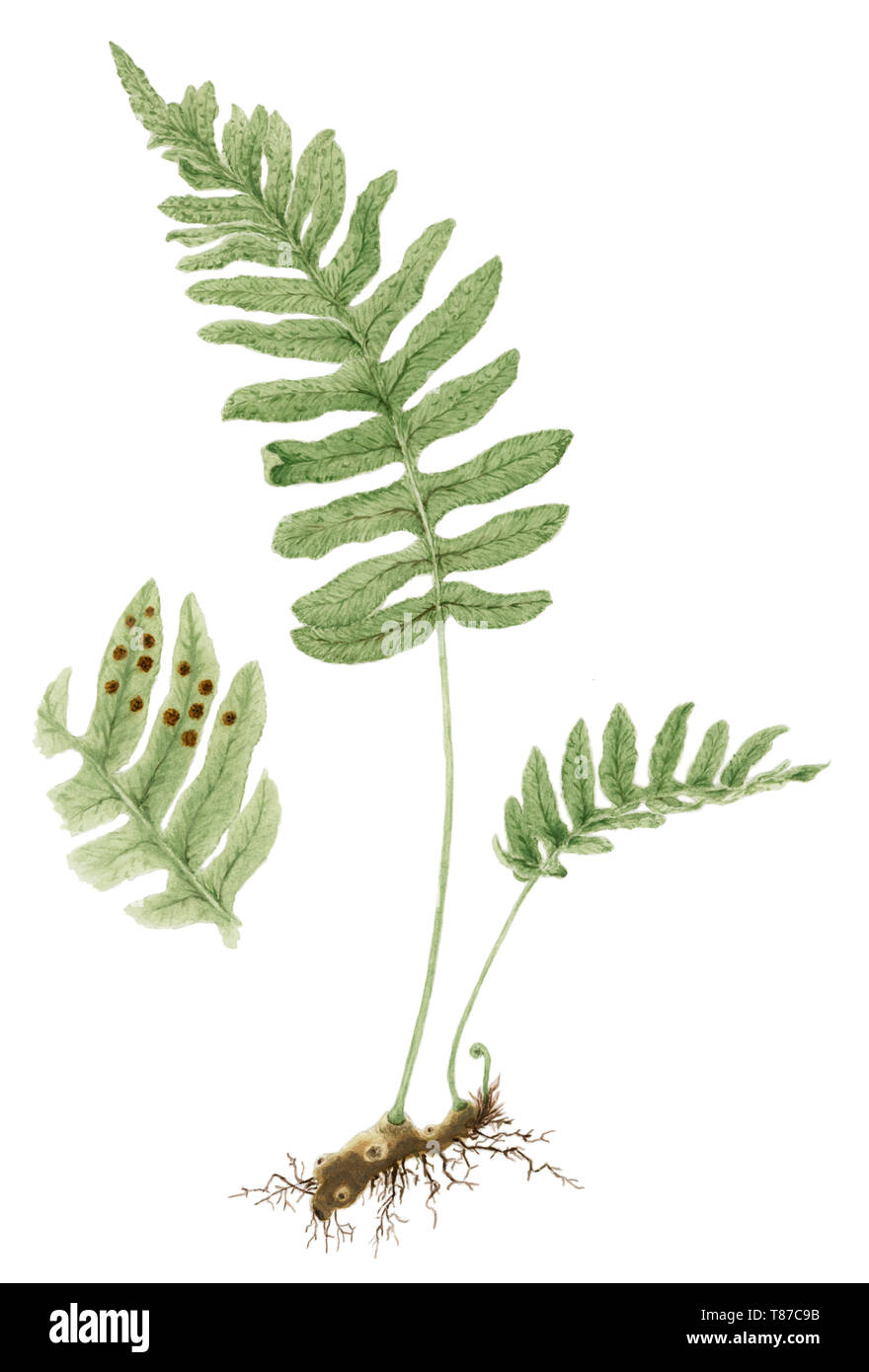 Common polypody (Polypodium vulgare) botanical drawing over white background. Pencil and watercolor on paper. Stock Photo