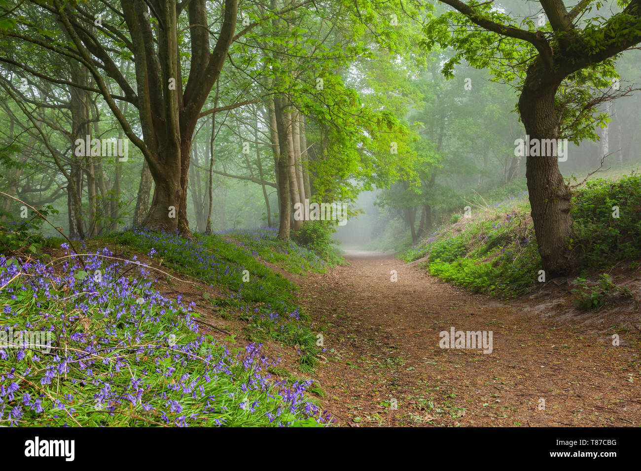 Misty spring morning in a West Sussex woodland Stock Photo - Alamy