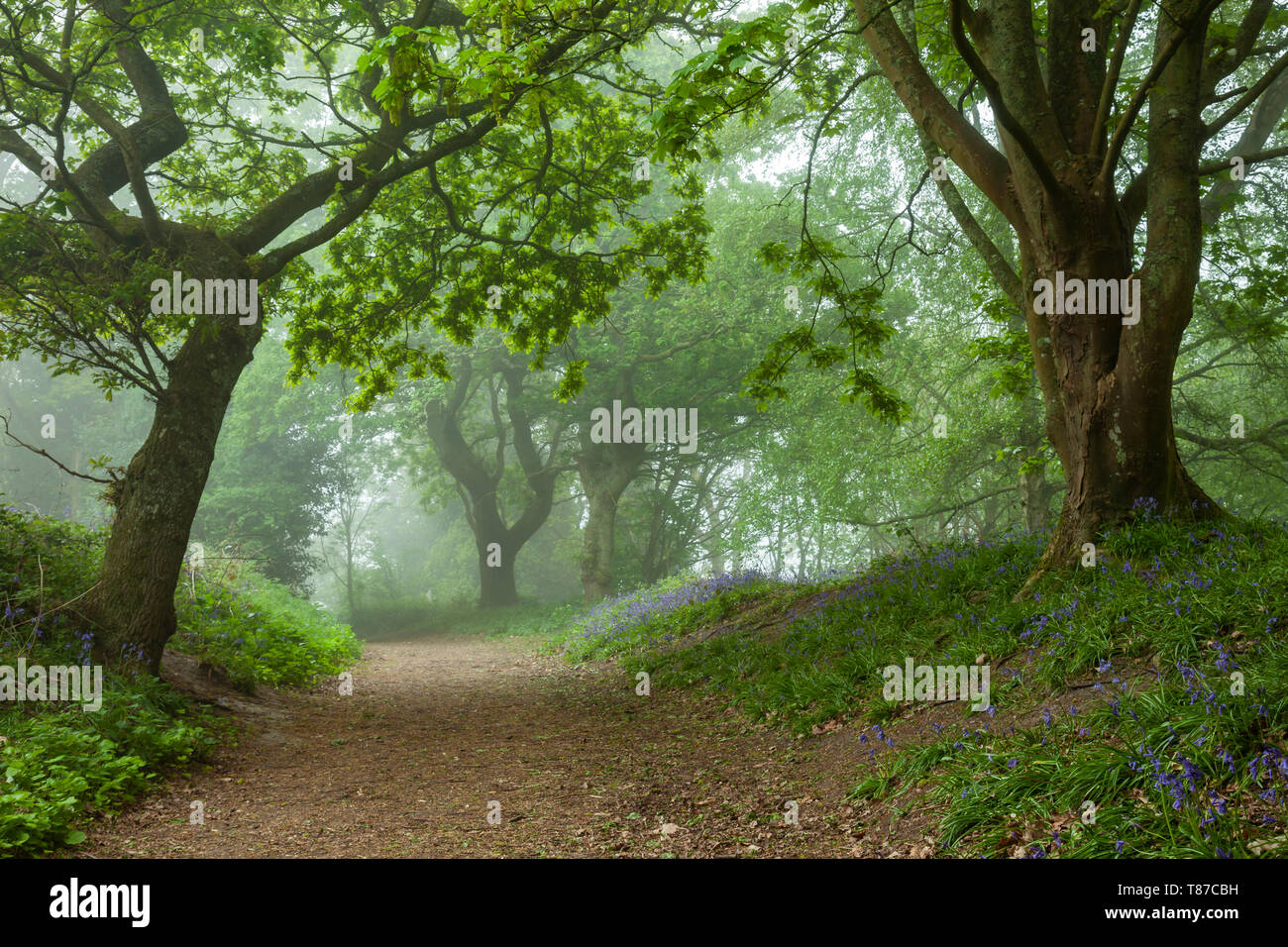 Misty spring morning in a West Sussex woodland Stock Photo - Alamy