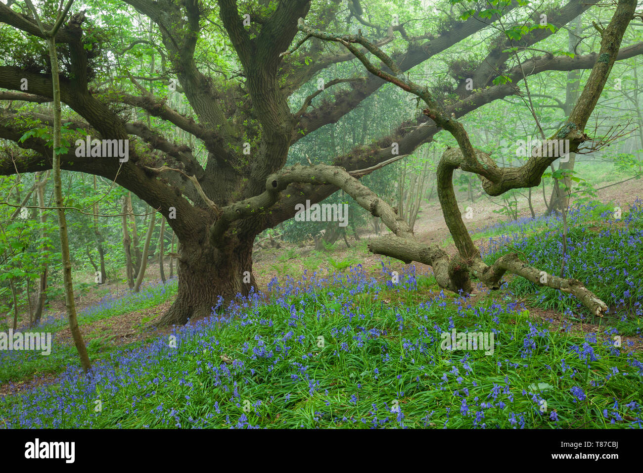 Bluebells in a misty West Sussex woodland. Stock Photo