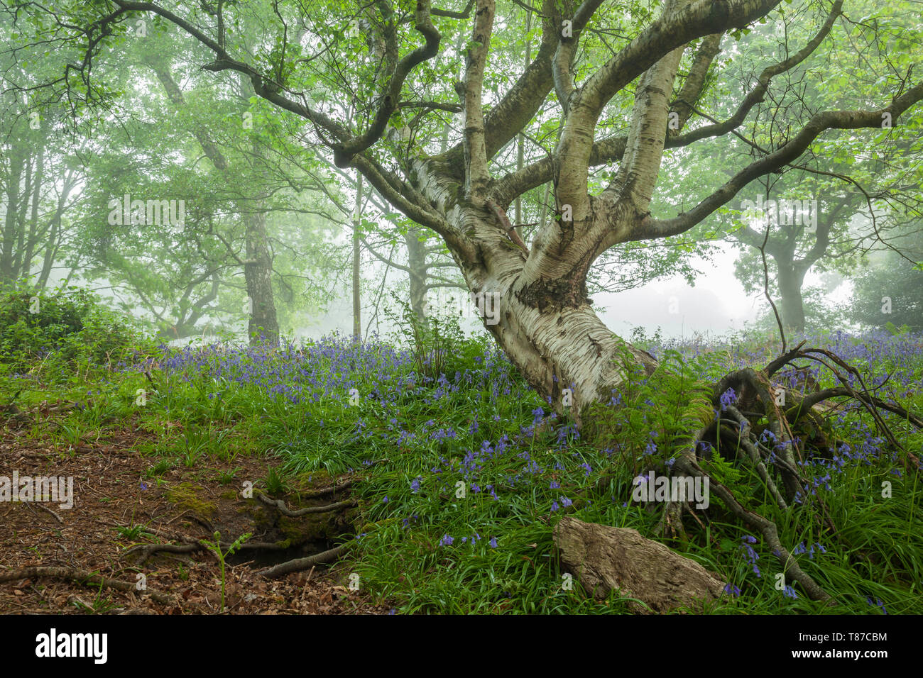 Fallen silver birch in a misty West Sussex woodland. Stock Photo