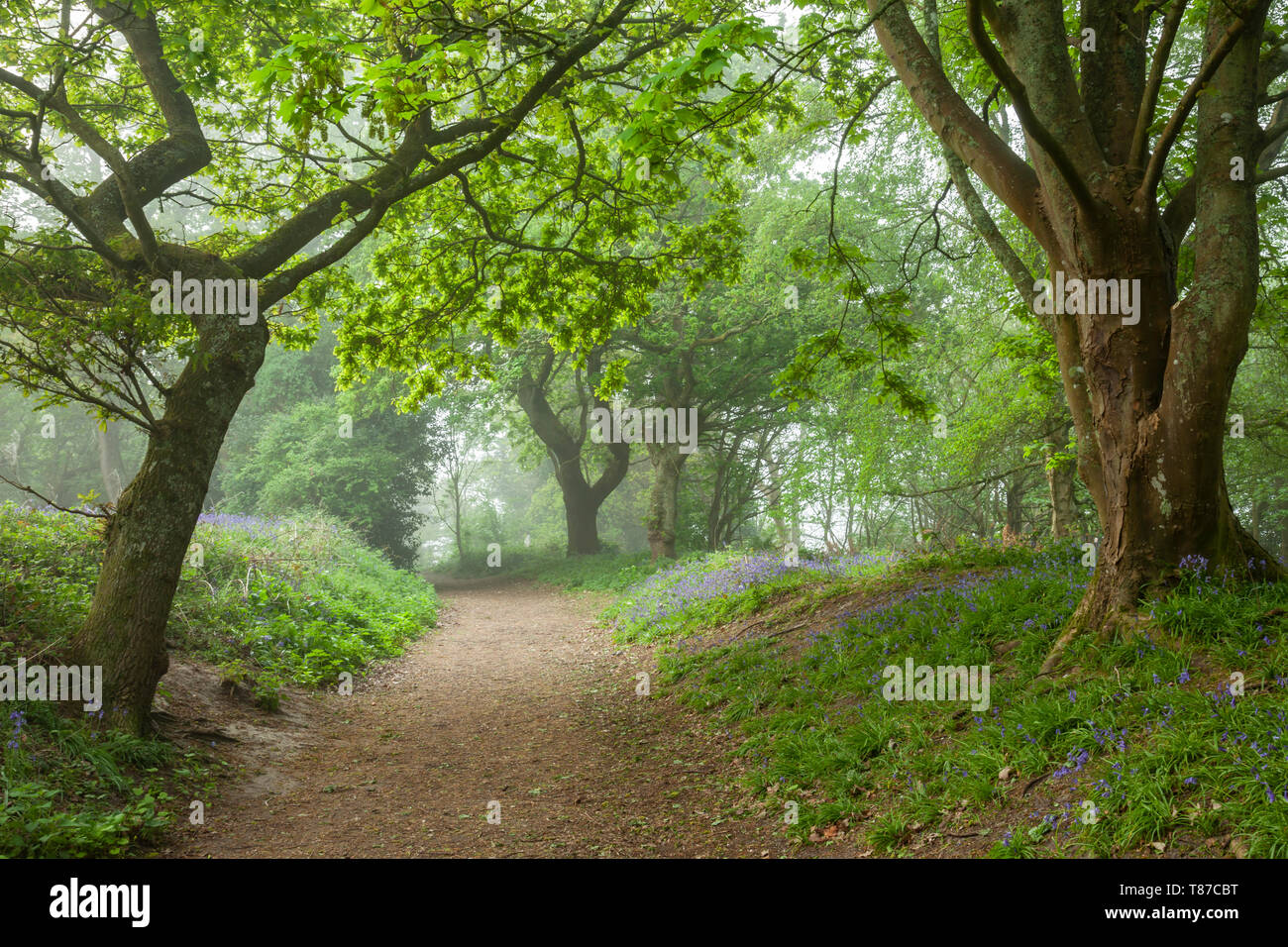 Spring morn in a misty woodland, West Sussex. Stock Photo