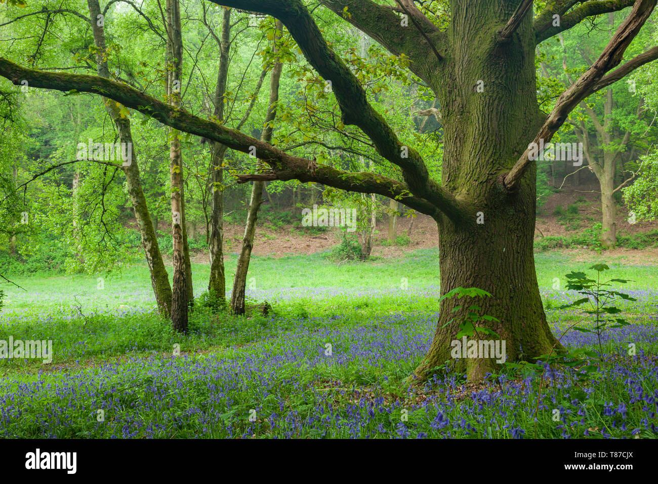 West sussex the tree hires stock photography and images Alamy
