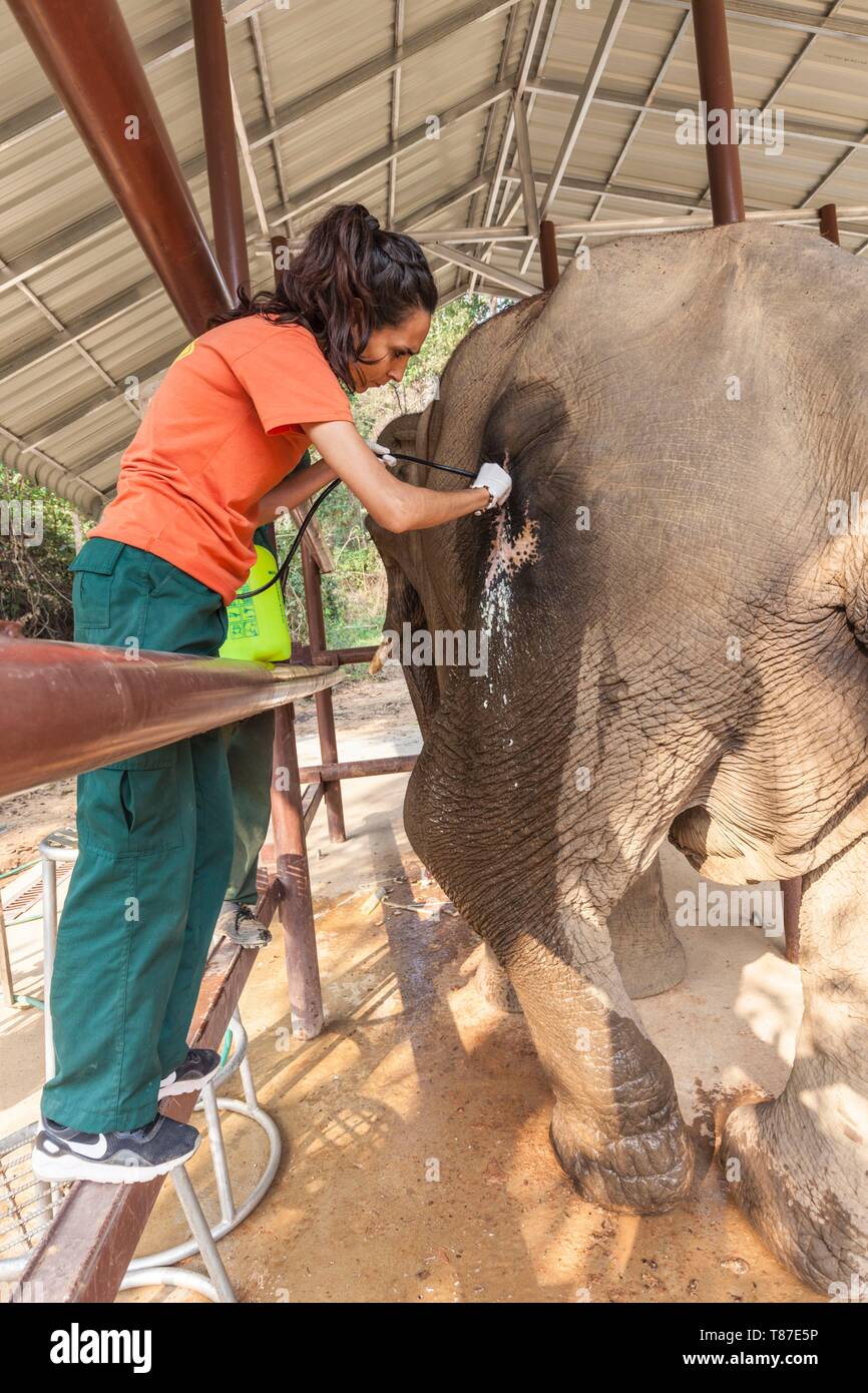 Laos, Sainyabuli, Elephant Conservation Center, center biologist performing medical procedure on injured Asian elephant, elephas maximus Stock Photo
