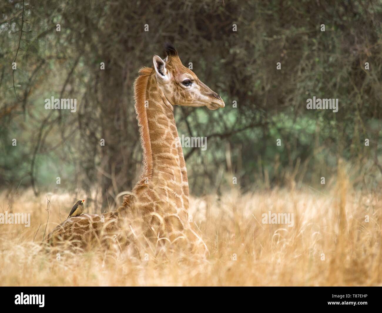 Senegal, Thies Region, Bandia Forest, Bandia Reserve, young 3 weeks old Niger Girafe (endangered specy) Stock Photo