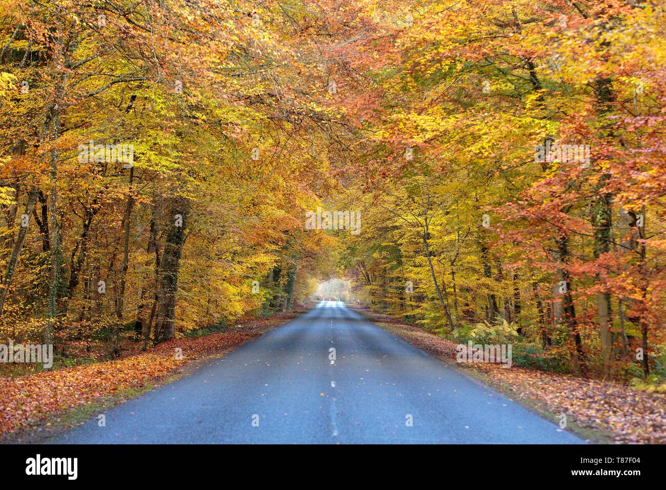 クロード・モネ、Road in the Forest of Fontainebl Road in the Forest of Fontainebleau Stock Photo - Alamy