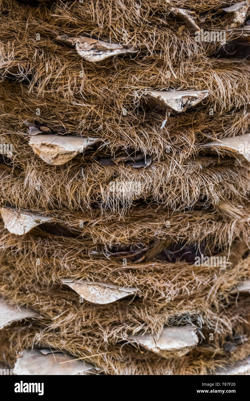 macro closeup of a hairy palm tree trunk, popular tropical tree, nature ...