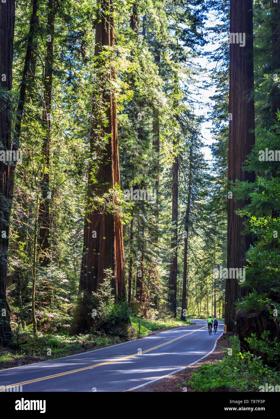 Bicyclists riding the Avenue of the Giants in Northern California, USA Stock Photo