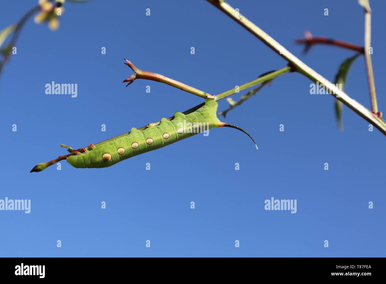 Caterpillars Eating Leaves Stock Photos & Caterpillars Eating Leaves