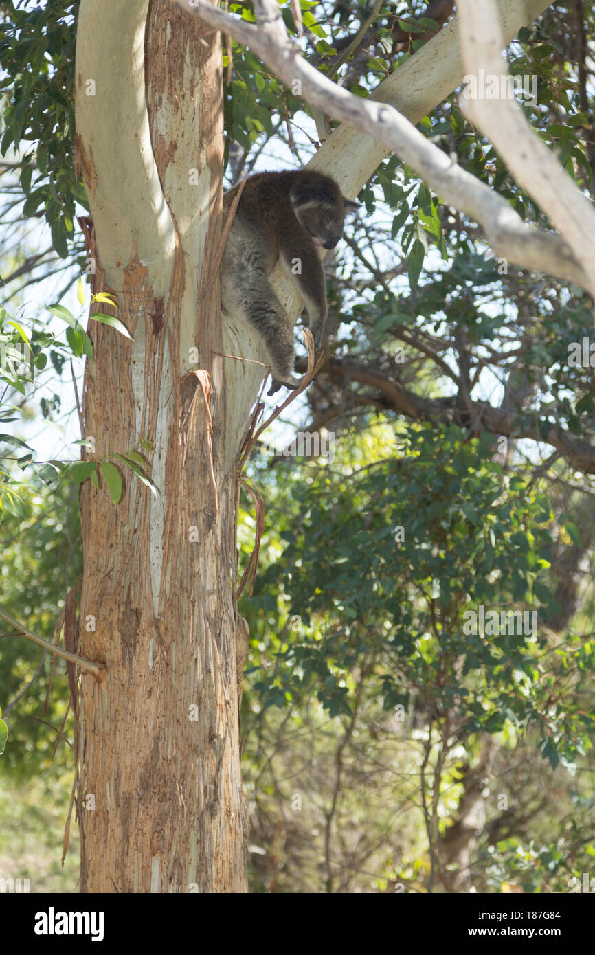 koala on the branch of a tree resting. Perth, Western Australia, Australia. Stock Photo