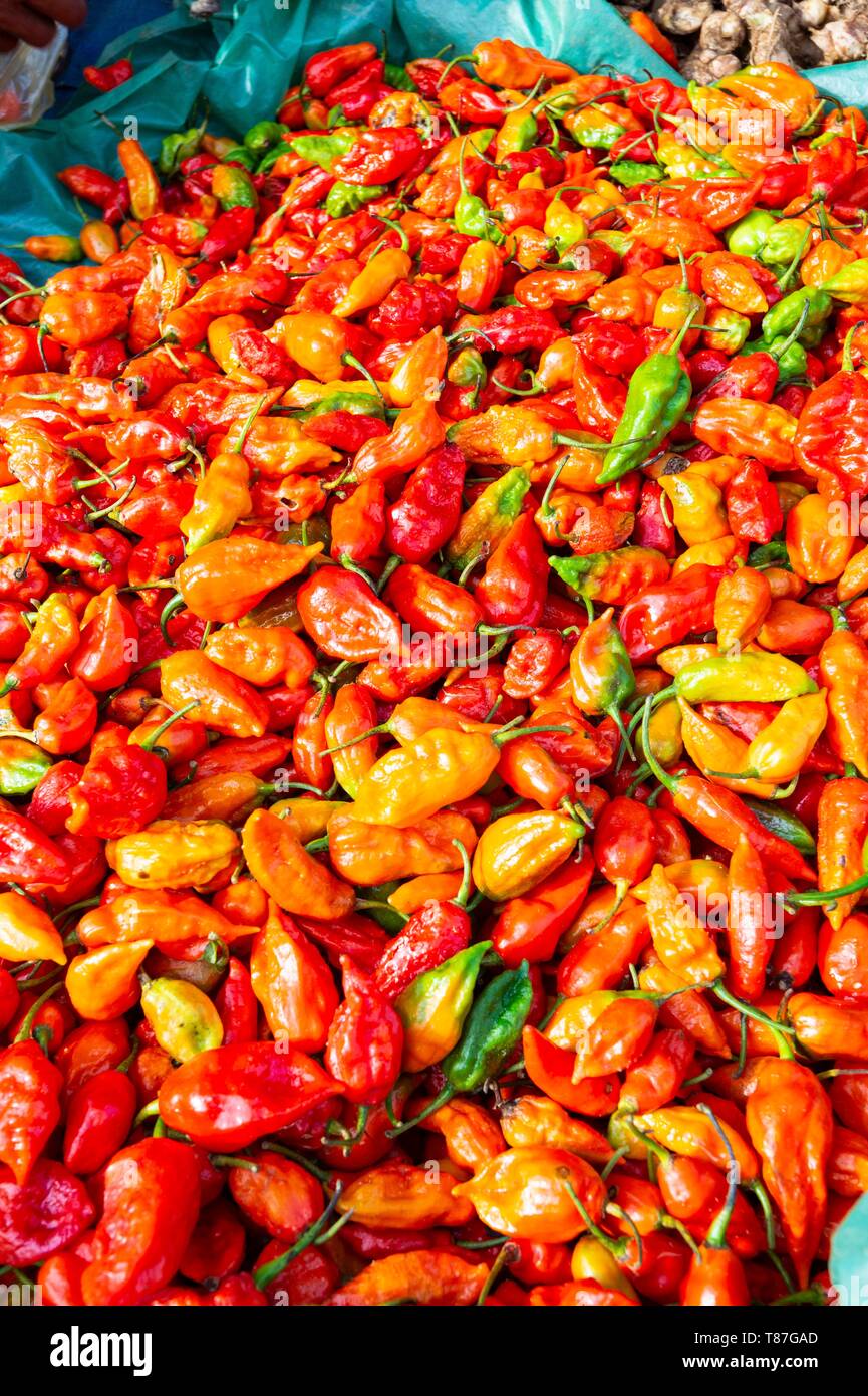 India, Nagaland, Tizit, market, Bhut Joloka chillie Stock Photo