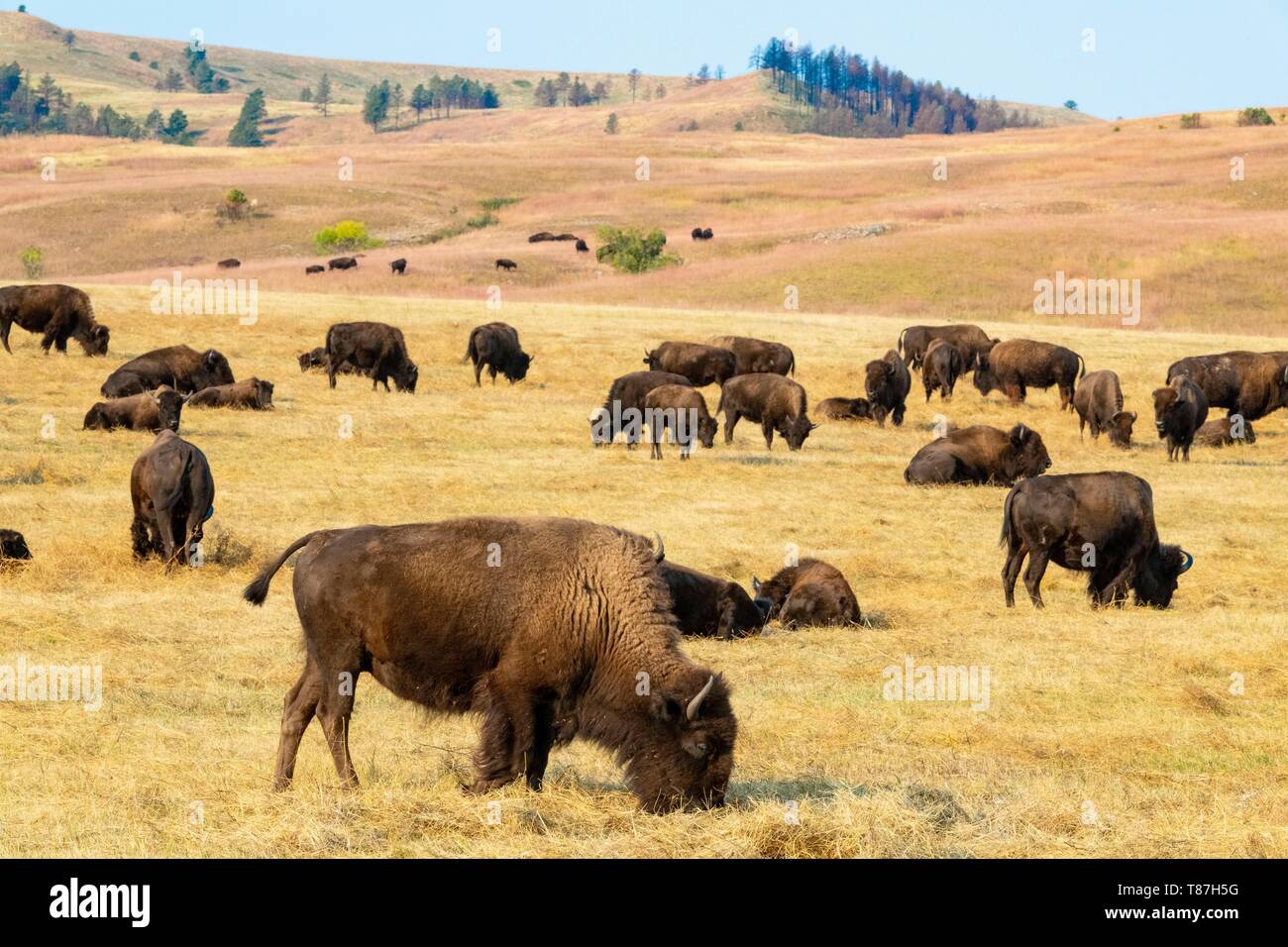 United States, South Dakota, Custer State Park, bisons Stock Photo Alamy