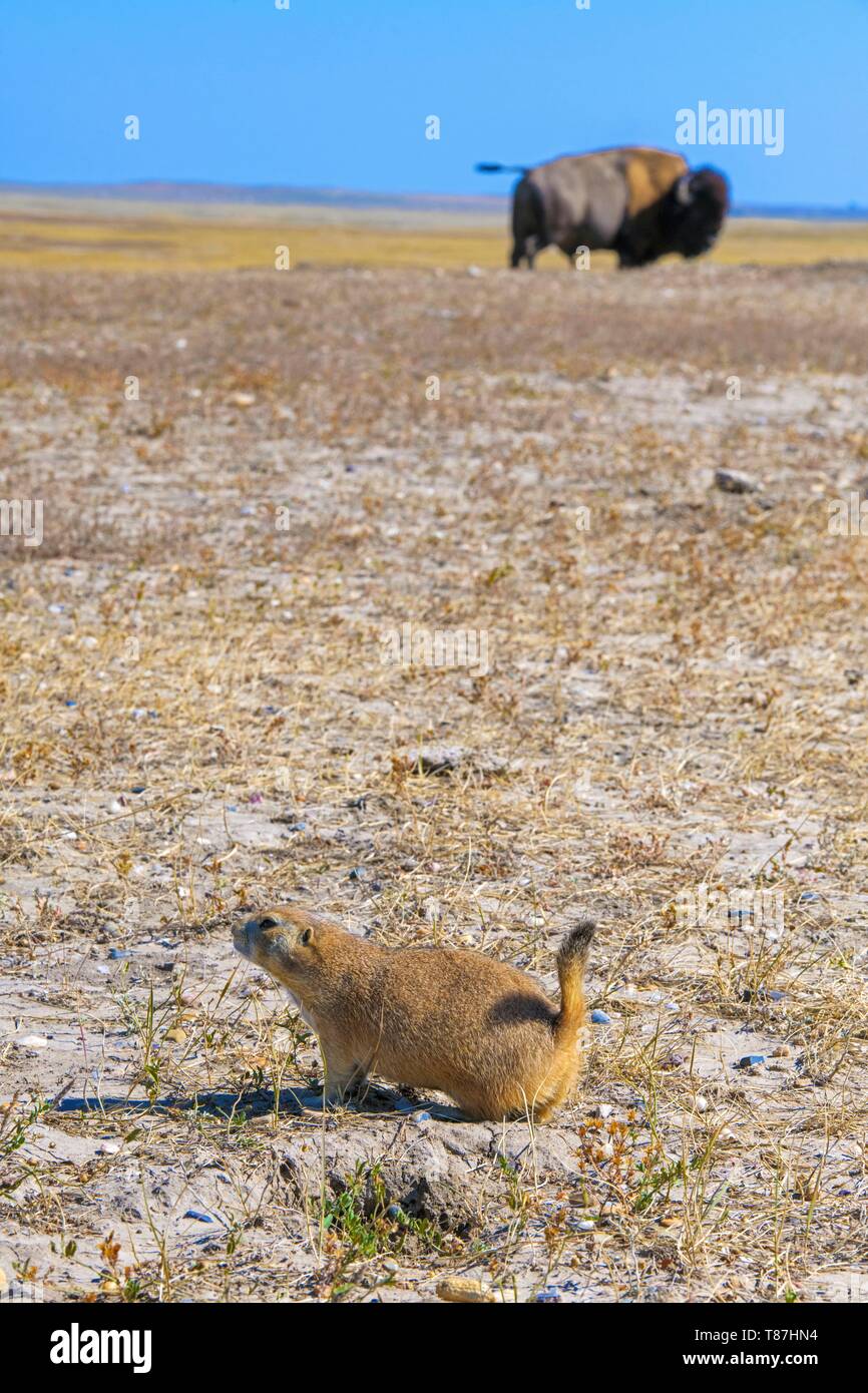 United States, South Dakota, Badlands National Park, prairie dog Stock Photo