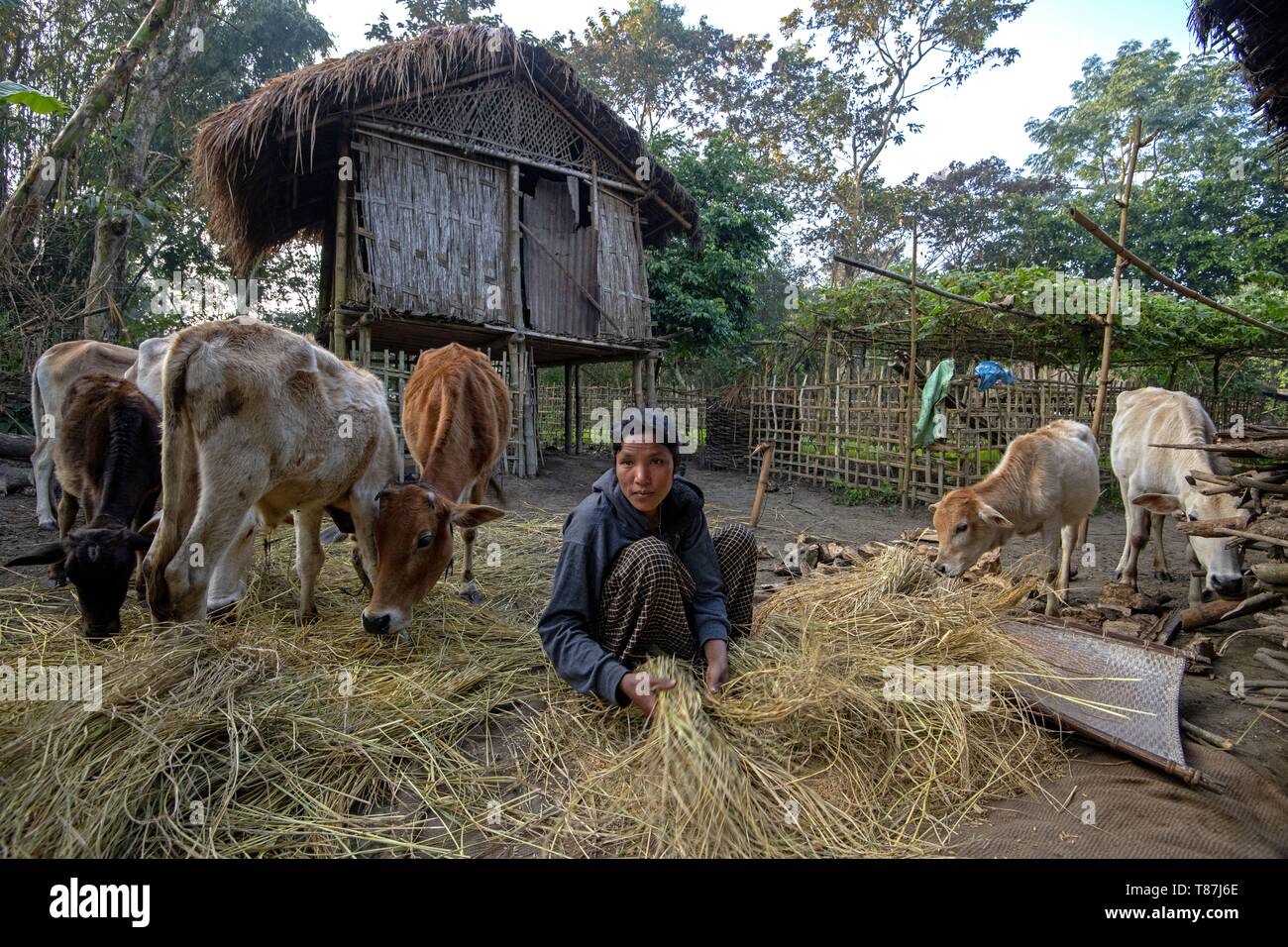 India, Assam, Majuli island on the Brahmapoutre river Stock Photo