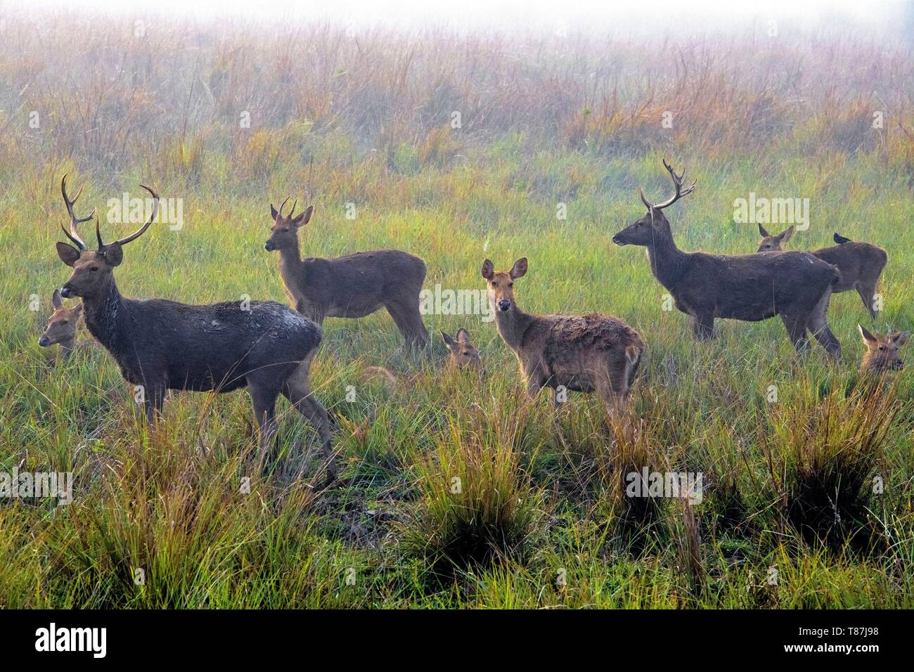 India, Assam, Kaziranga, unicorne rhinos reservation Stock Photo