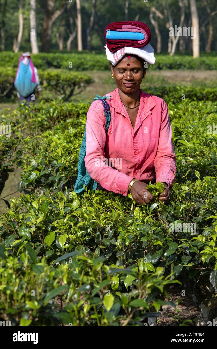 India, Assam, Harroocharai tea estate Stock Photo Alamy