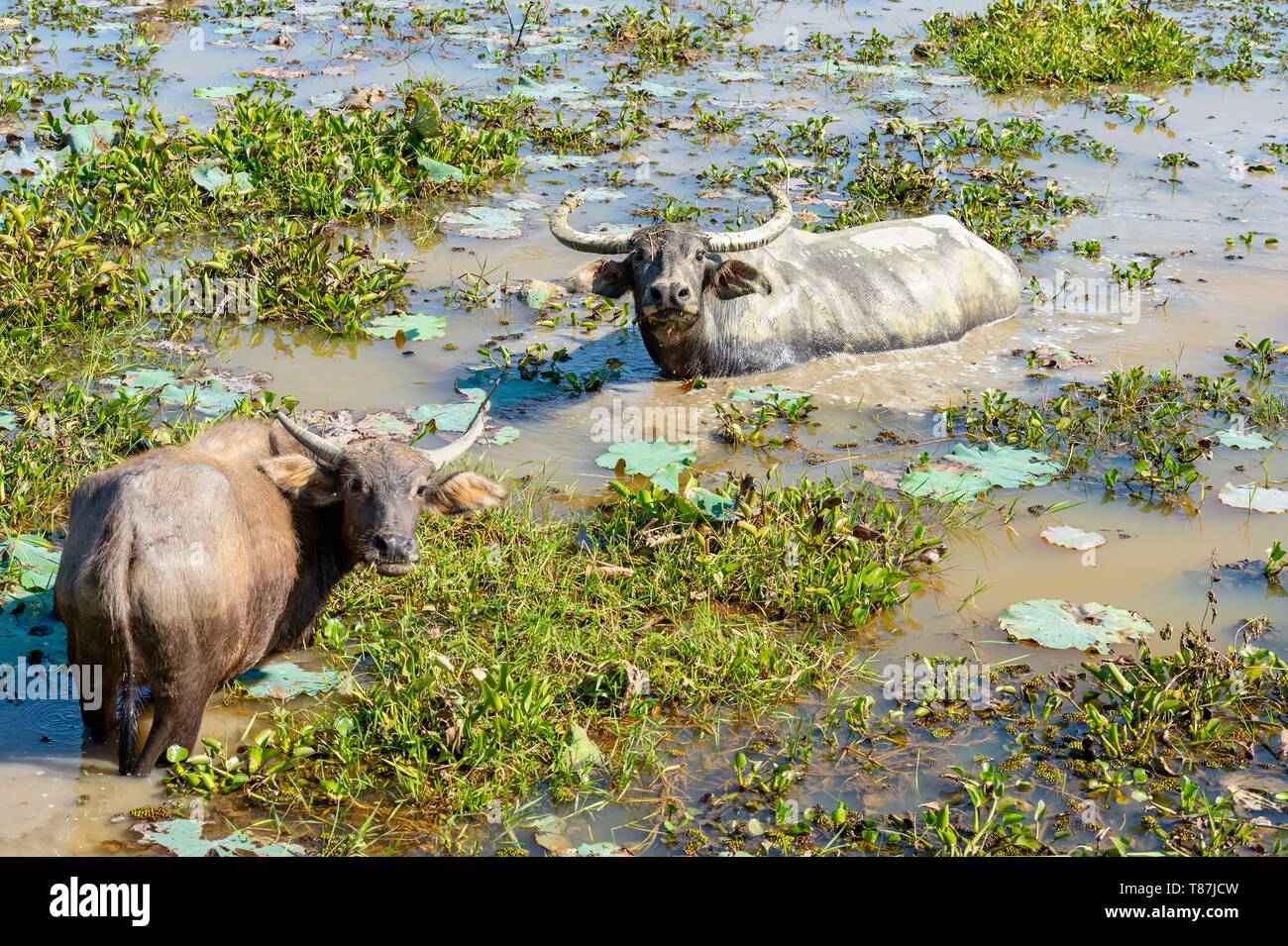 India, Assam, Majuli island in the middle of the Brahmapoutre river, buffalos Stock Photo