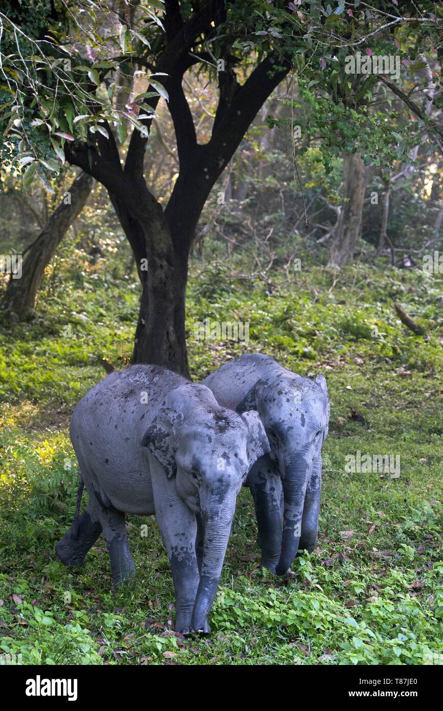 India, Assam, Kaziranga, unicorne rhinos reservation, young elephants Stock Photo