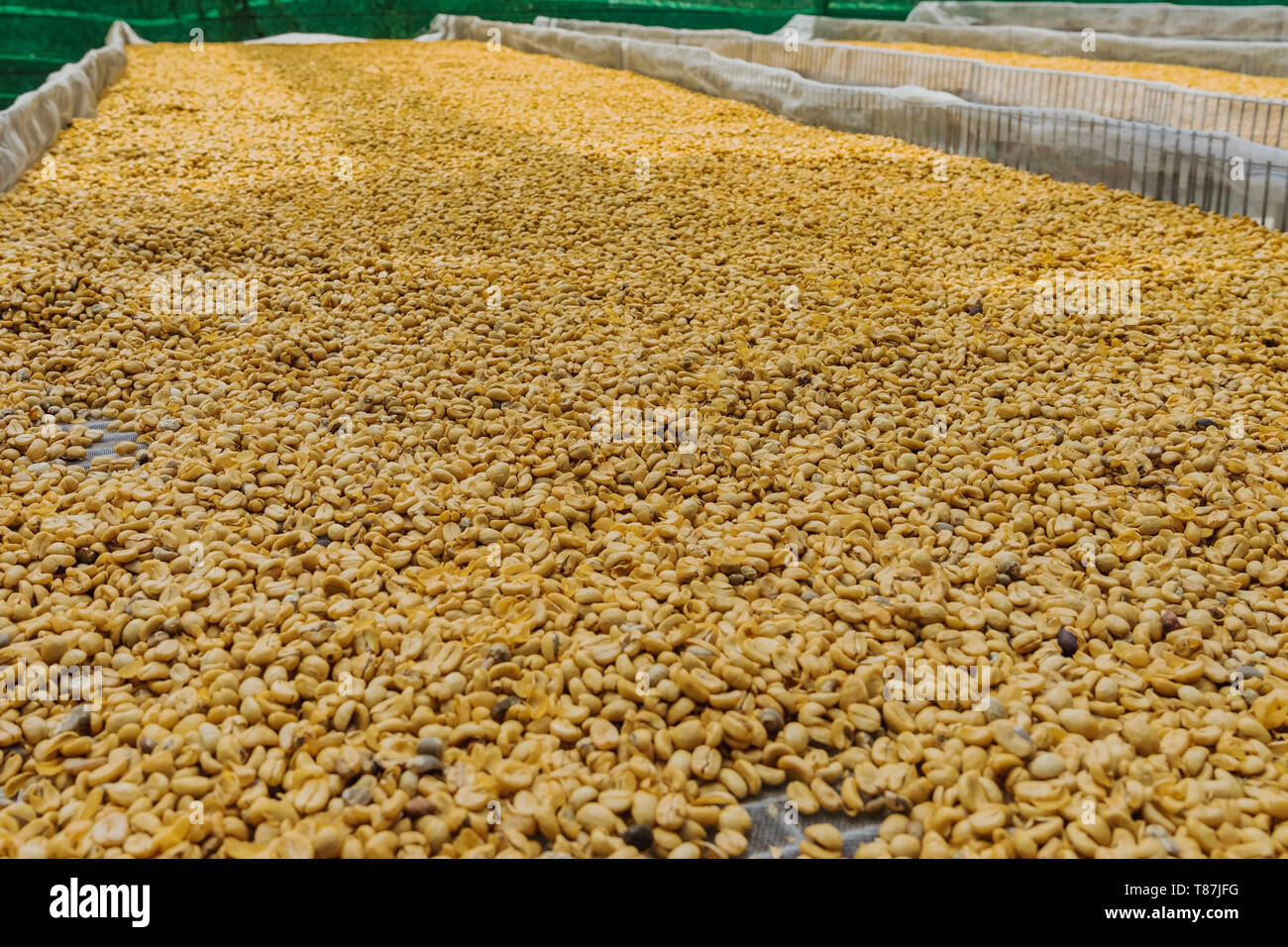 Digested Coffee Luwak coffee, unclean coffee beans, Kopi luwak is coffee that includes ...