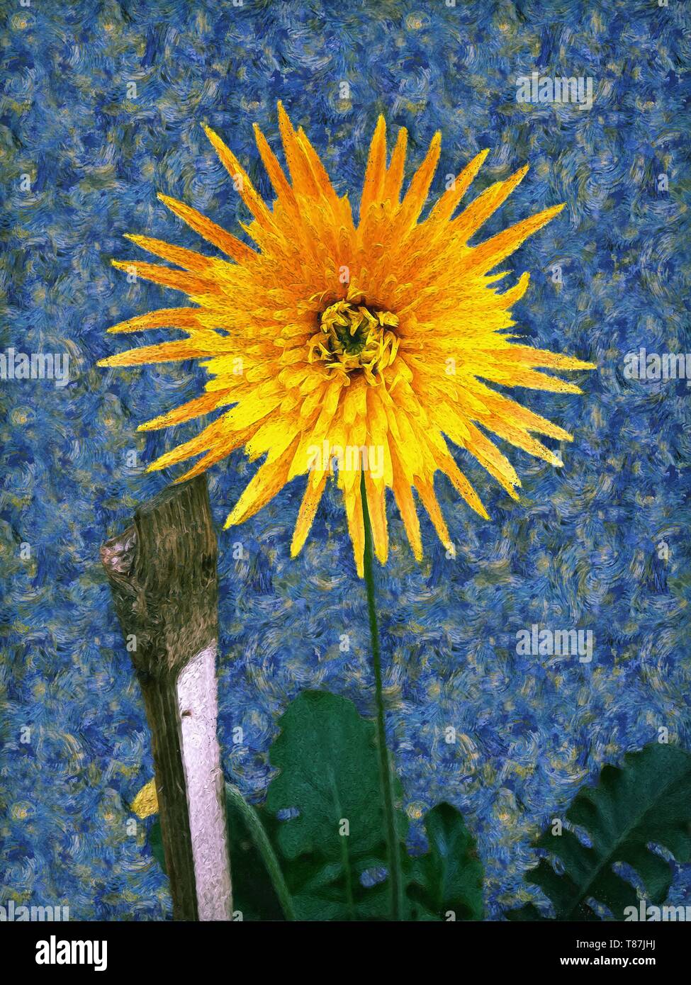 A yellow colour painting of Barberton daisy in the style of post-impressionist painter Vincent van Gogh. Stock Photo