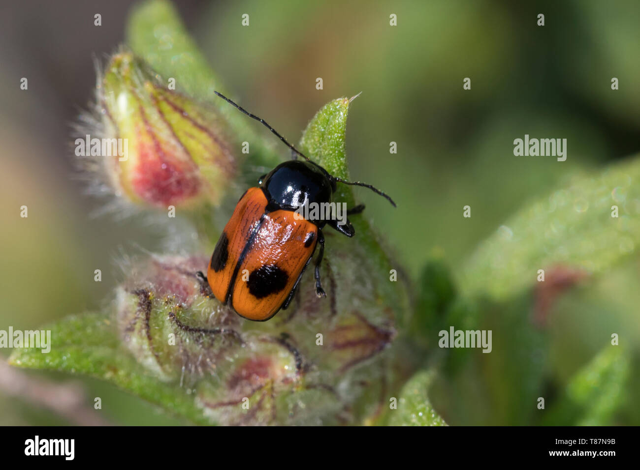 Cryptocephalus bipunctatus hi-res stock photography and images - Alamy