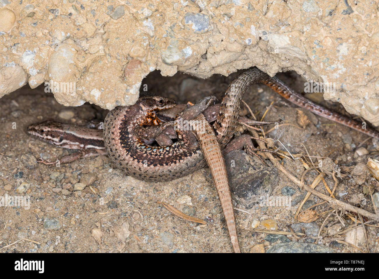 Mauereidechse, Paarung, Kopulation, Paarungsverhalten, Mauer-Eidechse, Podarcis muralis, Lacerta muralis, common wall lizard, wall lizard, European wa Stock Photo