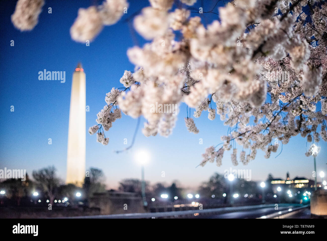 WASHINGTON, DC - The Washington Monument and Washington DC's famous cherry blossoms. The annual flowering of thousands of cherry trees around and near monuments of the Tidal Basin in Washington DC is a major tourist attraction. The bloom is only fleeting, and the precise timing changes year to year depending on the weather in the months leading up to it. Stock Photo