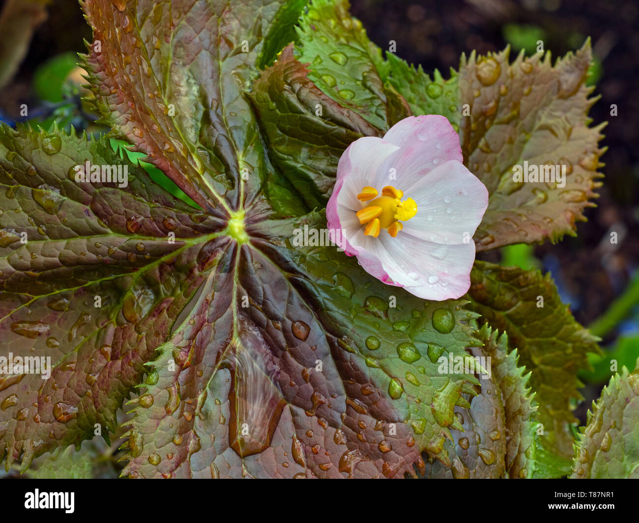 Sinopodophyllum hexandrum in Norfolk garden Stock Photo