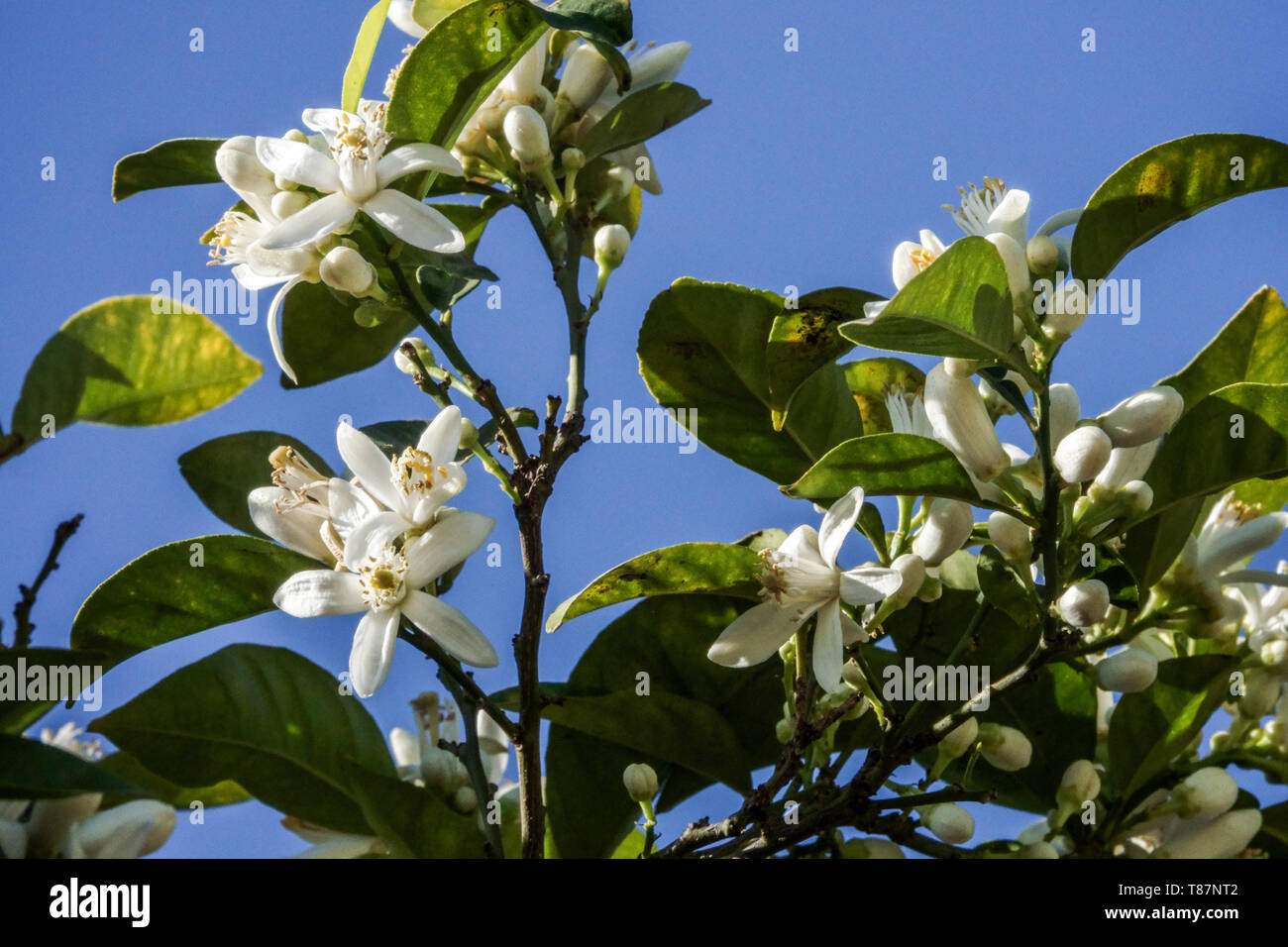 White Blossoms Orange Tree Blossoming Branches White Flowers Blooming Branch Flowering Orange Valencia Spain Europe Stock Photo