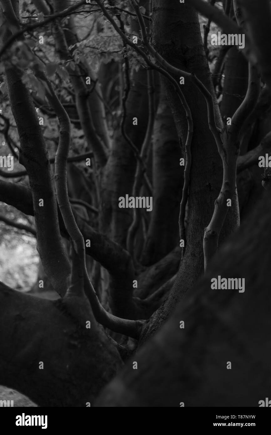 Trees seaton park aberdeen Black and White Stock Photos & Images Alamy