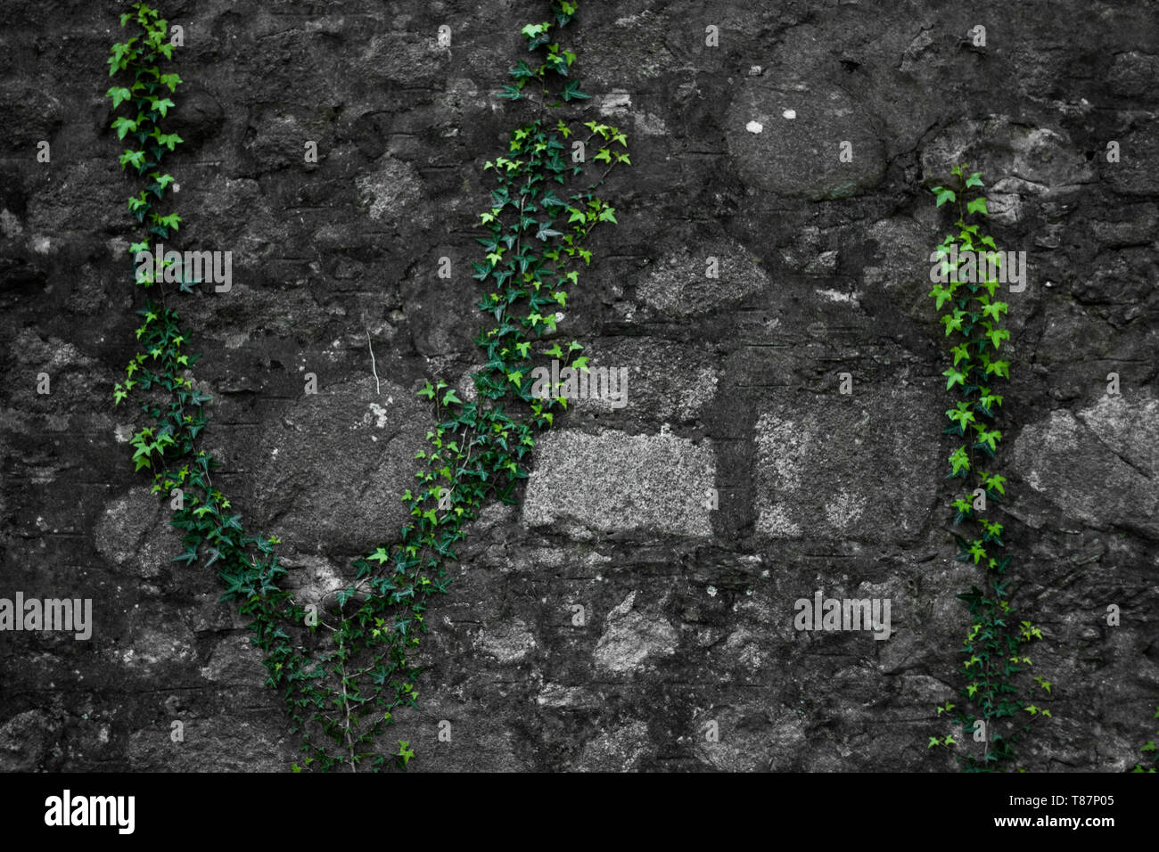 Vine plants on an old wall Stock Photo