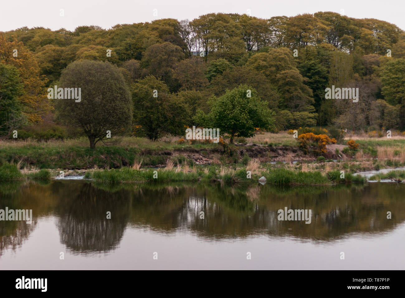 Trees Reflected in a River Stock Photo - Alamy
