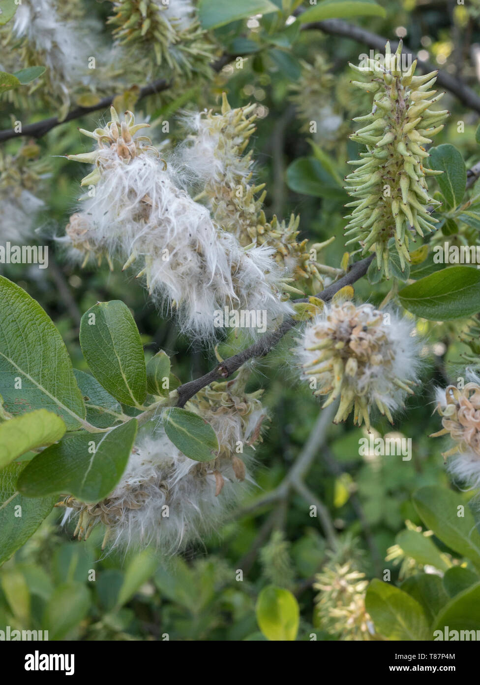 Fluffy female catkins of Goat Willow / Salix caprea which favours damp ground habitats. Medicinal Willow species once used in herbal remedies. Stock Photo