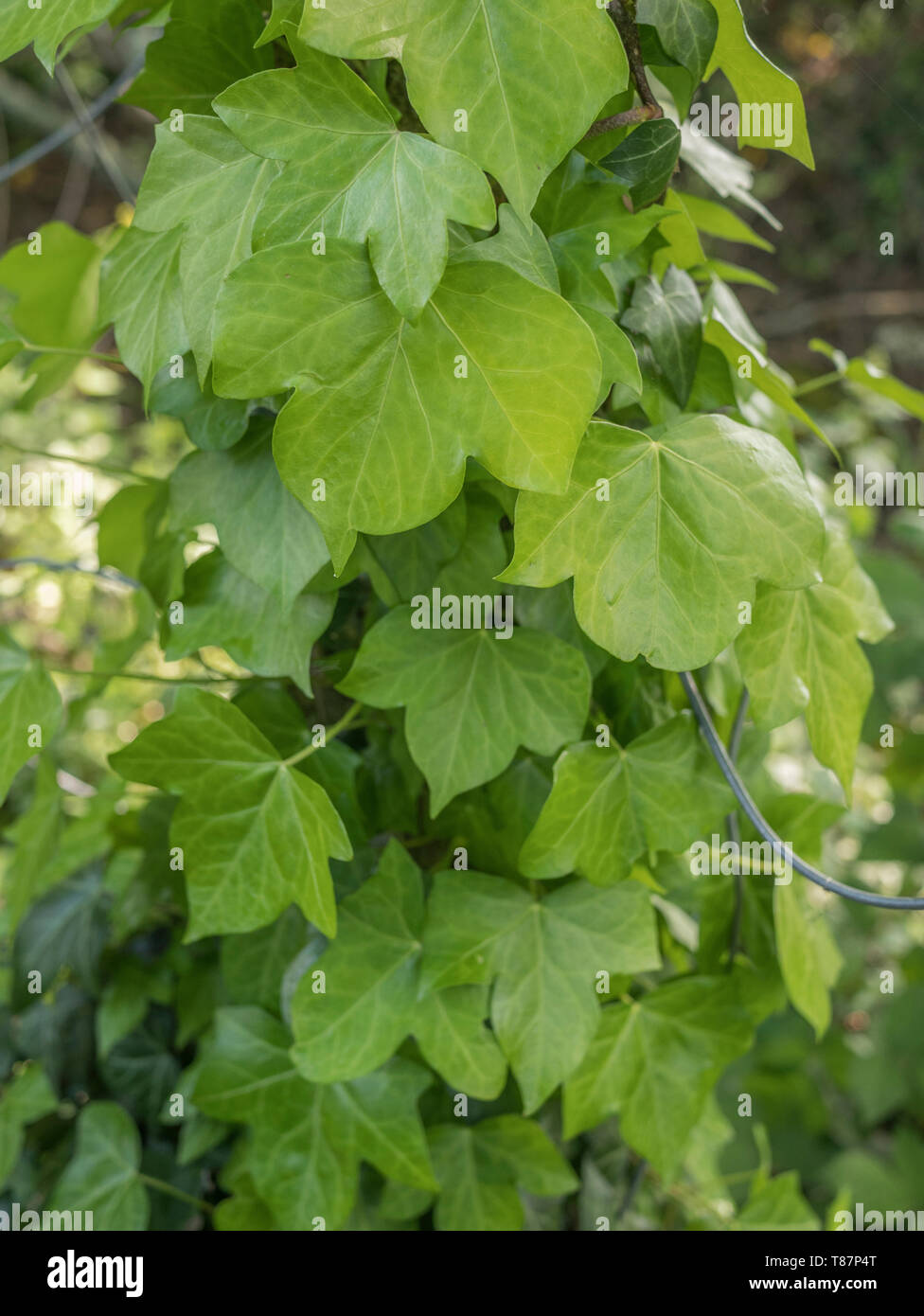 Climbing ivy / Common Ivy - Hedera helix - growing up the side of a concrete fence pole. Creeping ivy concept. Ivy plant on fence. Stock Photo
