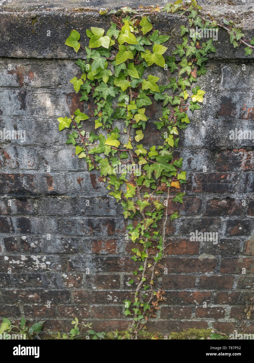 Climbing ivy / Common Ivy - Hedera helix - growing up the side of a brick wall. Concept creeping ivy. Ivy plant on wall. Stock Photo