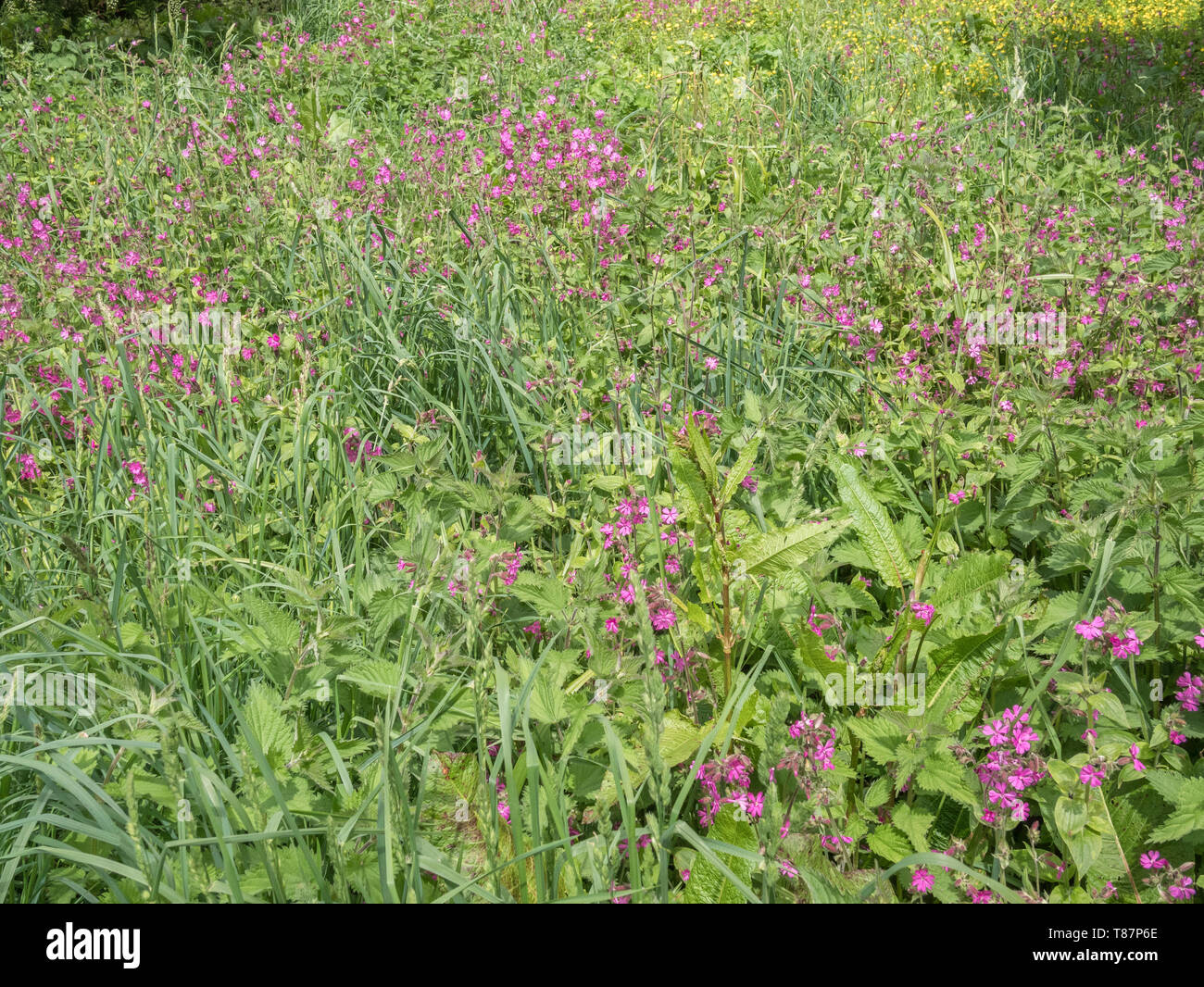 Mass of Red Campion / Silene dioica with Buttercups / Ranunculus repens, plus Docks. Stock Photo