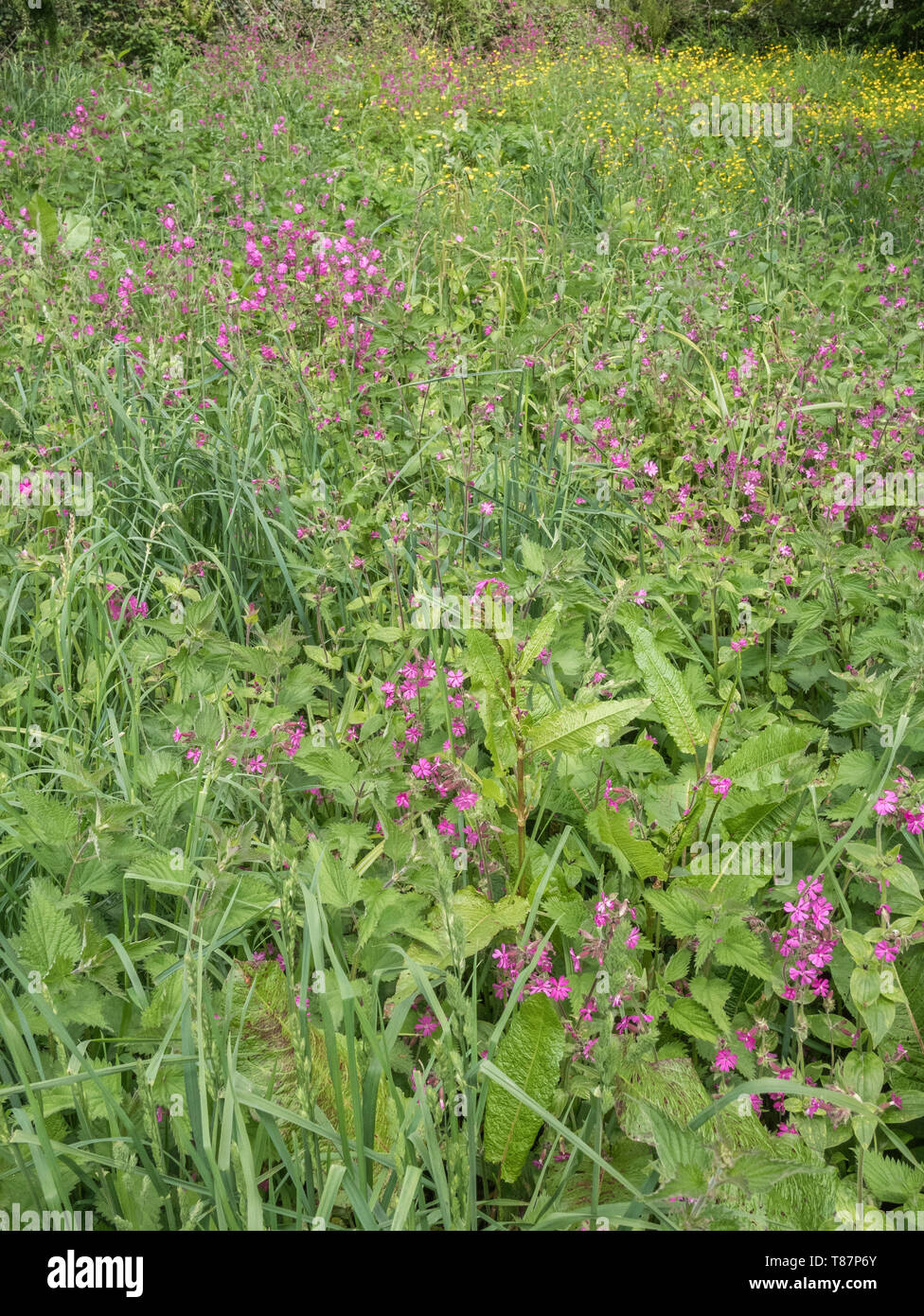 Mass of Red Campion / Silene dioica with Buttercups / Ranunculus repens, plus Docks. Stock Photo