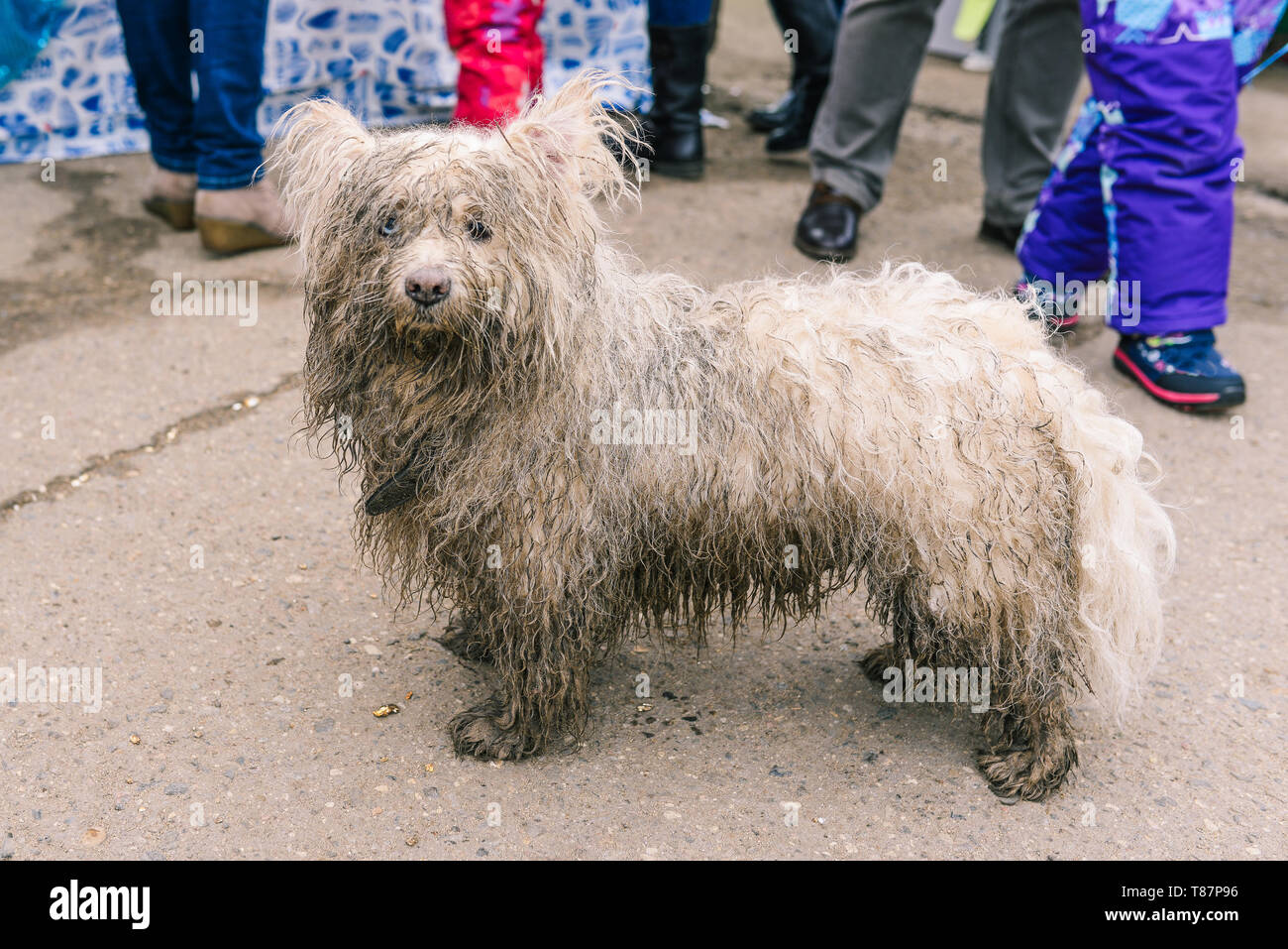 The domestic dog was lost in the city. The animal is looking for its home. Wet, dirty white dog close-up. Wet wool Stock Photo