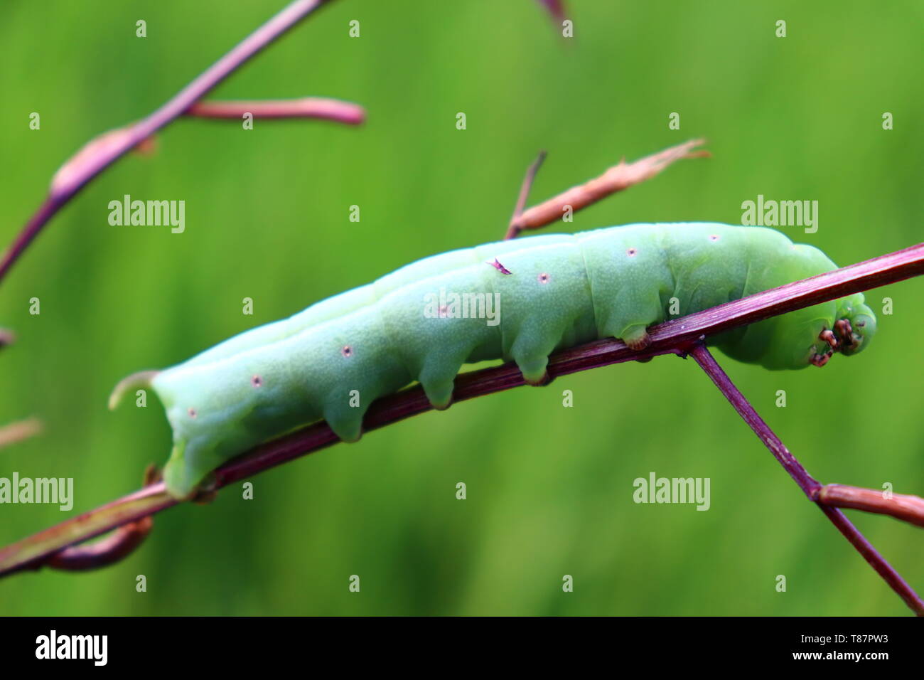 green caterpillars eat leaves Stock Photo Alamy