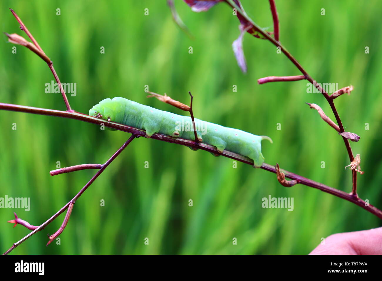 green caterpillars eat leaves Stock Photo Alamy