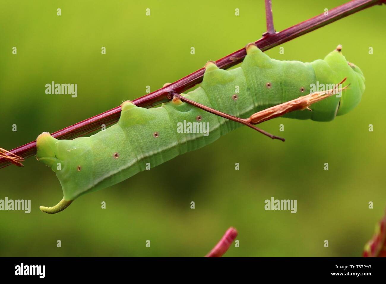 green caterpillars eat leaves Stock Photo Alamy