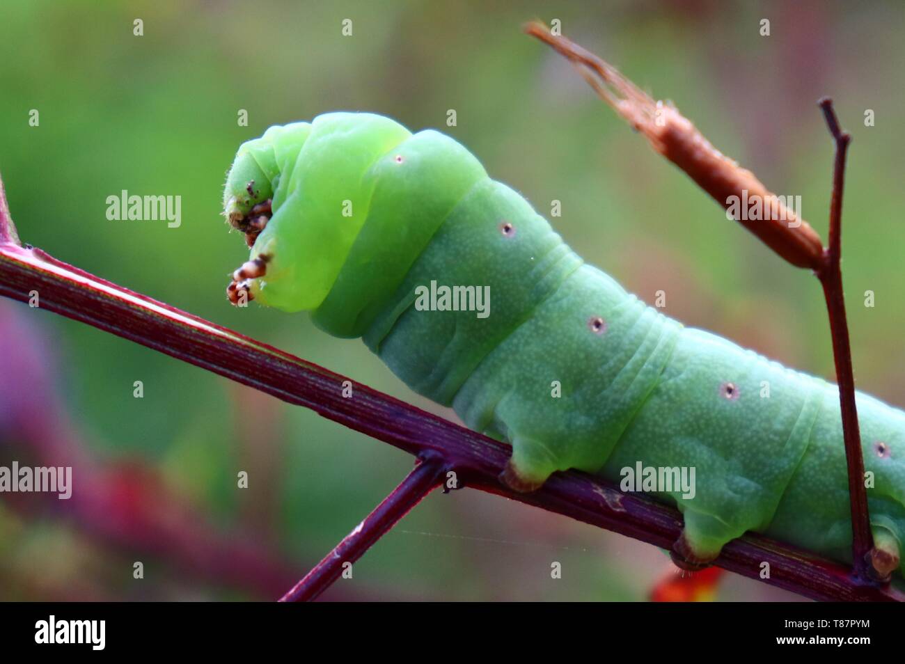 green caterpillars eat leaves Stock Photo Alamy