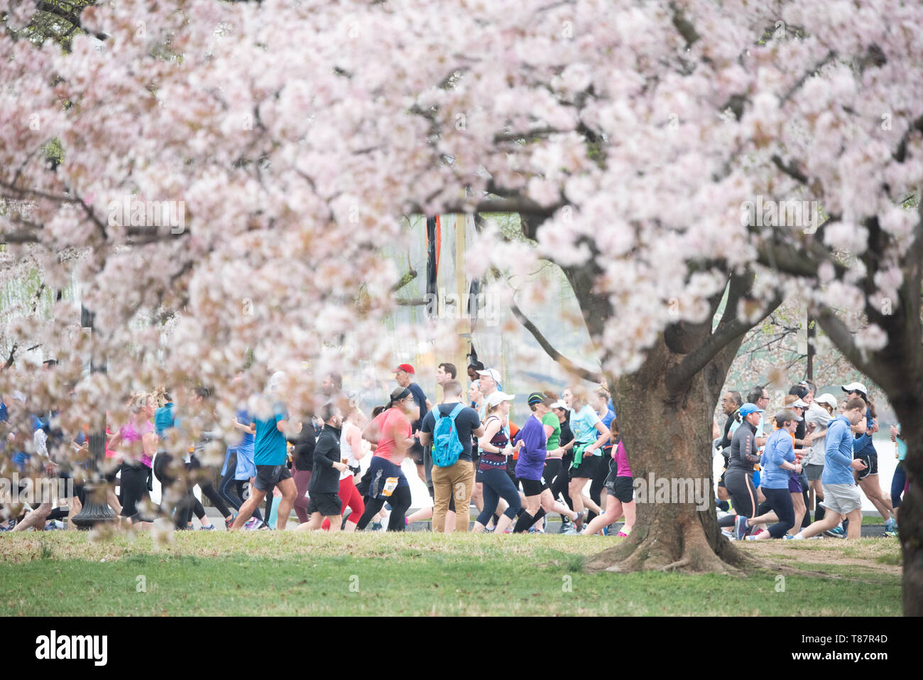 WASHINGTON, DC - Runners in the Cherry Blossom 10 Mile Race run past Washington DC's famous cherry blossoms in full bloom. Each spring, the blooming of thousands of Japanese cherry blossoms around Washington DC's Tidal Basin and National Mall bring throngs of tourists to the city. Stock Photo