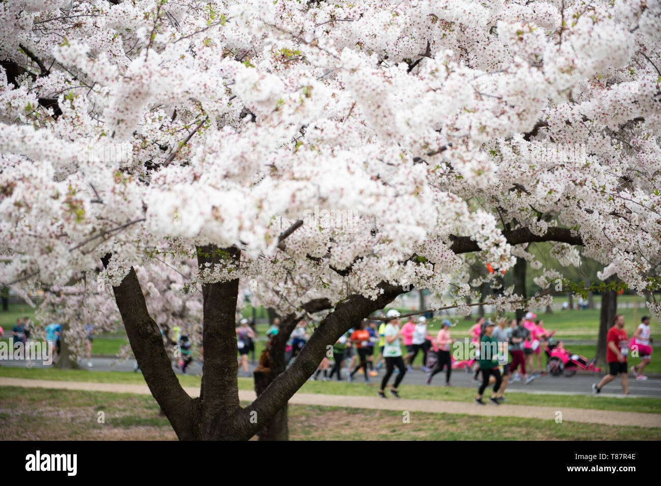 WASHINGTON, DC - Runners in the Cherry Blossom 10 Mile Race run past Washington DC's famous cherry blossoms in full bloom. Each spring, the blooming of thousands of Japanese cherry blossoms around Washington DC's Tidal Basin and National Mall bring throngs of tourists to the city. Stock Photo