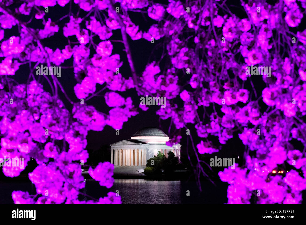 WASHINGTON, DC - The Jefferson Memorial framed by cherry blossoms in full bloom and illuminated by pink lights. The annual flowering of thousands of cherry trees around and near monuments of the Tidal Basin in Washington DC is a major tourist attraction. The bloom is only fleeting, and the precise timing changes year to year depending on the weather in the months leading up to it. Stock Photo