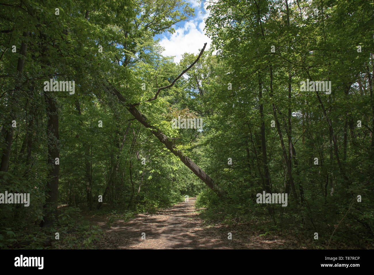 Walking trail in a forest, line with lush green vegetation and tall slender trees. Photographed at Sofia, Bulgaria. Stock Photo