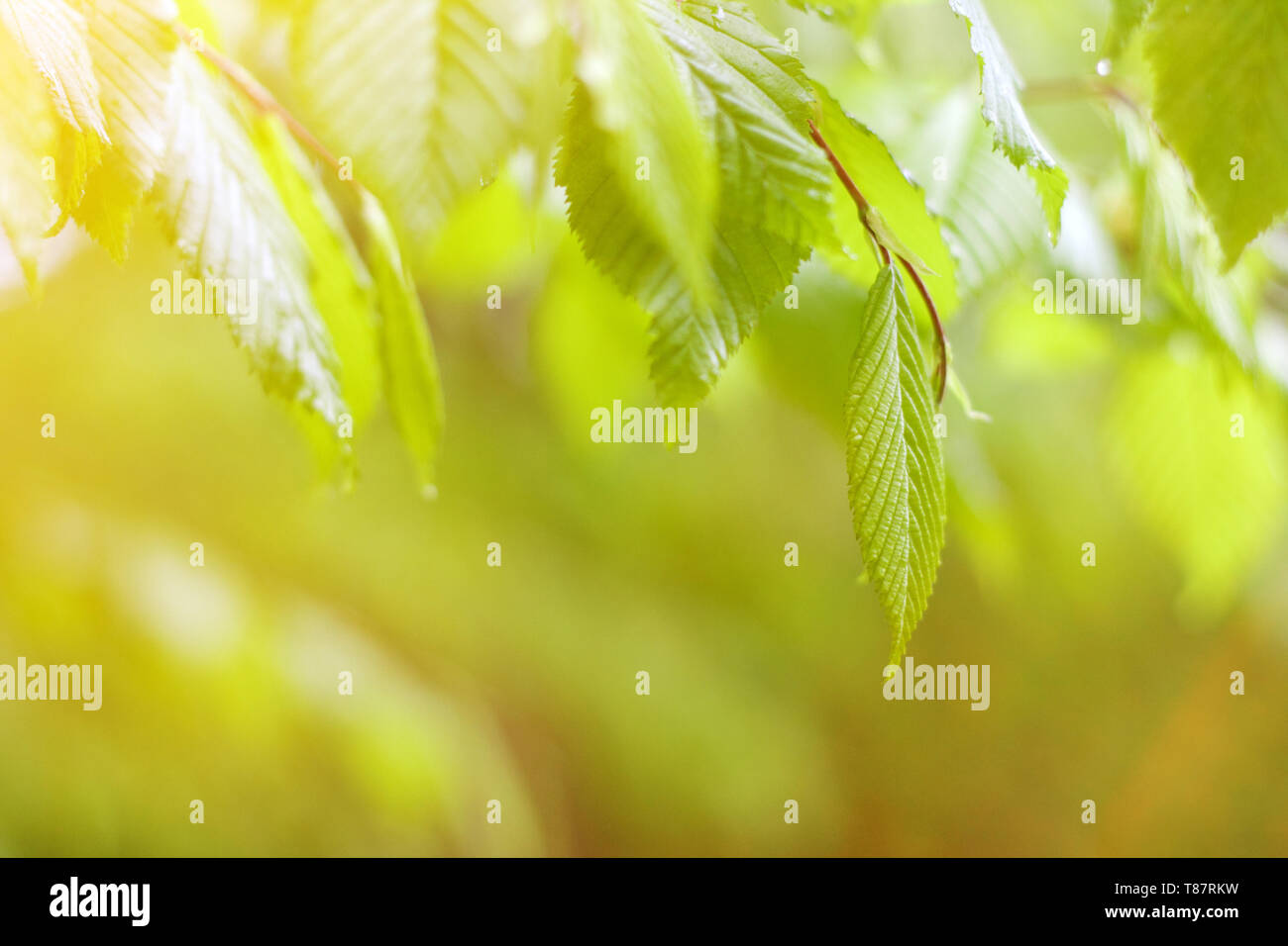 Lush backdrop of green leaves hi-res stock photography and images - Alamy