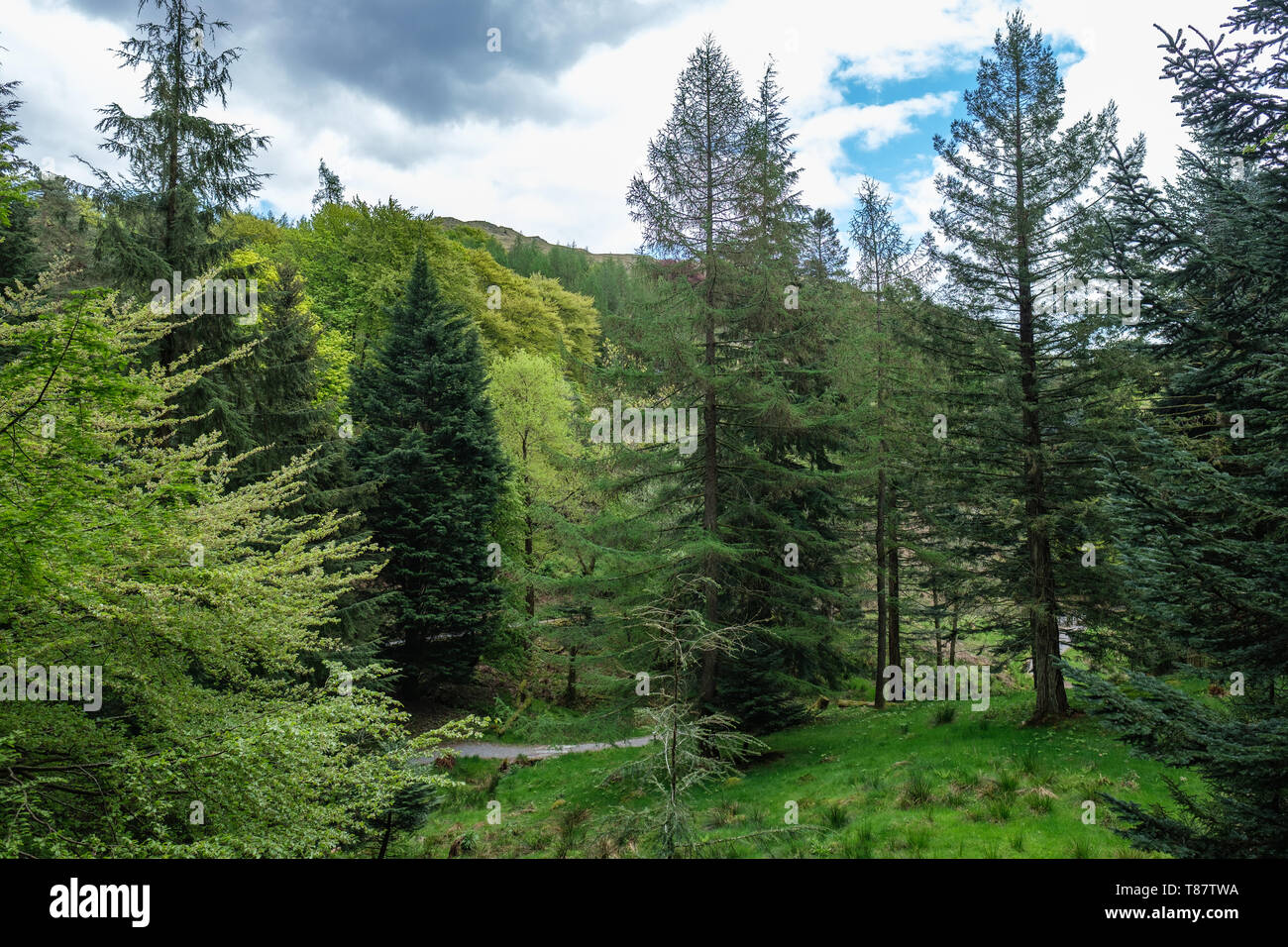 Pine Trees below Loughrigg Fell in the English Lake District Stock Photo