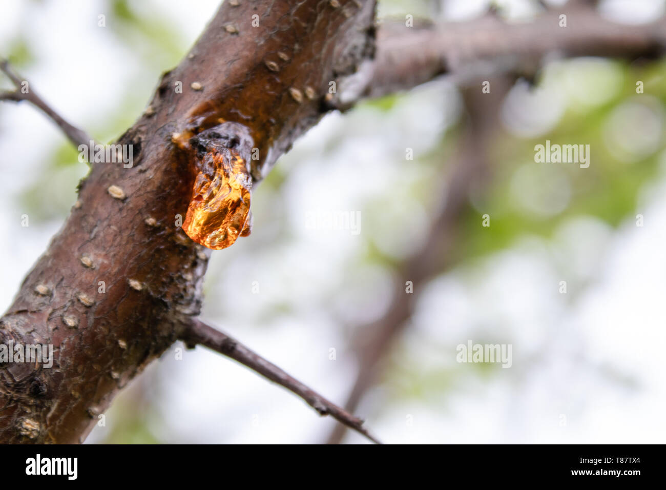 Solid sap of the tree on the trunk close-up. Details of nature Stock ...