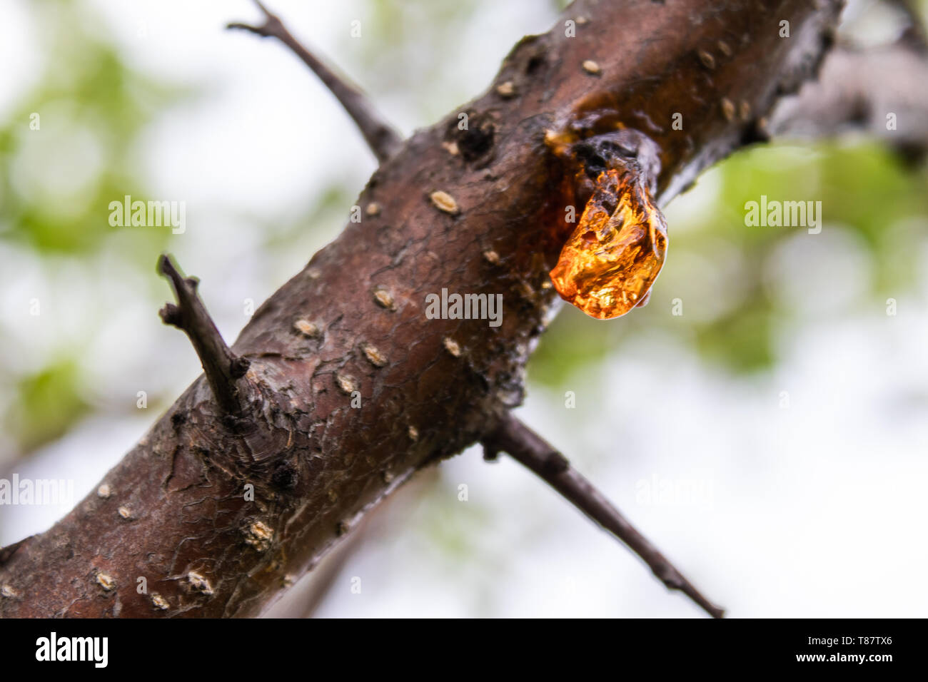 Solid sap of the tree on the trunk close-up. Details of nature Stock ...